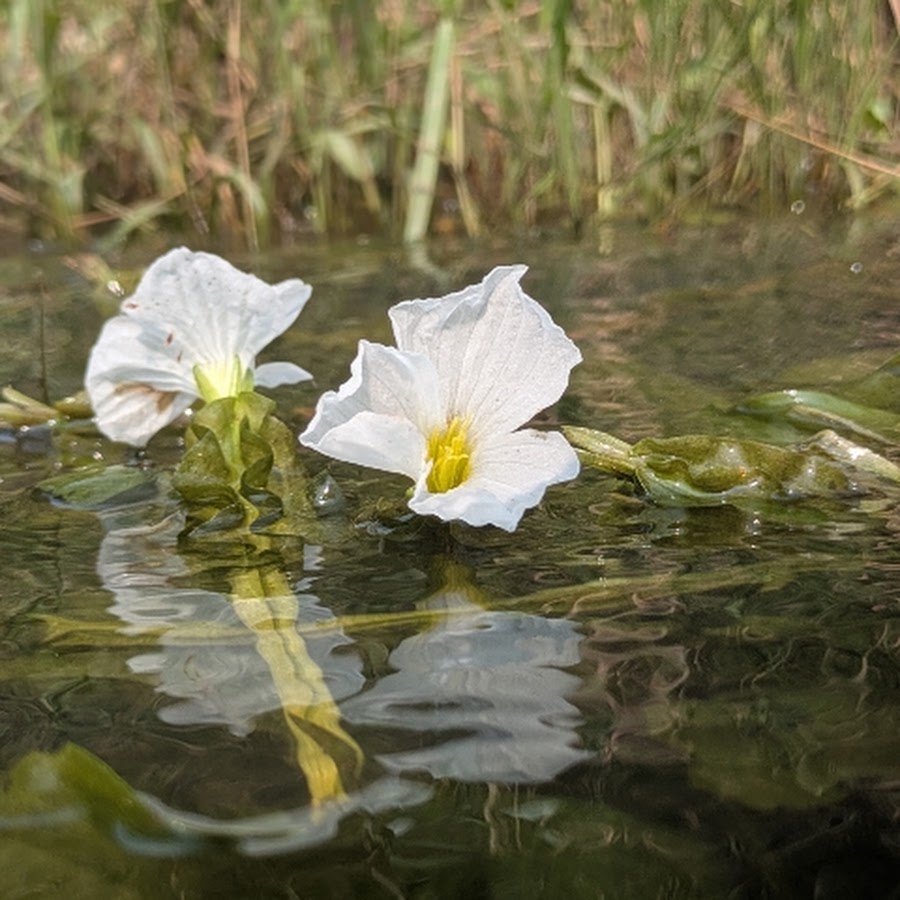 Yr Music Haryanvi